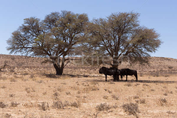 Stock photo: wild (Connochaetes taurinus) Blue Wildebeest