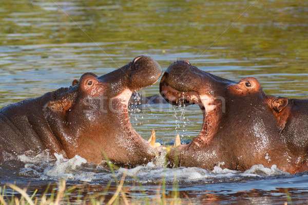 hippo hippopotamus Okavango, Botswana Africa Stock photo © artush