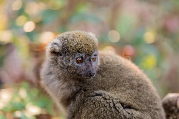 Eastern lesser bamboo lemur (Hapalemur griseus) Stock photo © artush