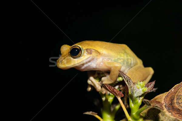 Bella rana Madagascar specie famiglia Foto d'archivio © artush