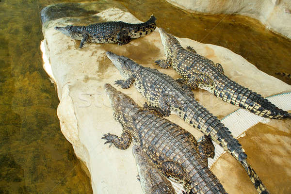 Crocodile farm in Czech Republic Stock photo © artush