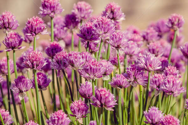 Kraut Blumen schönen bokeh seicht Schwerpunkt Stock foto © artush