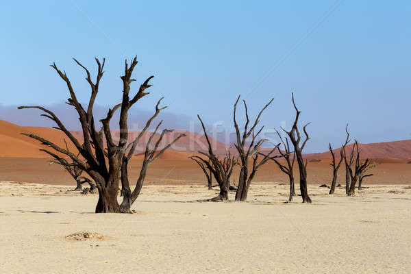 Sossusvlei beautiful landscape of death valley, namibia Stock photo © artush