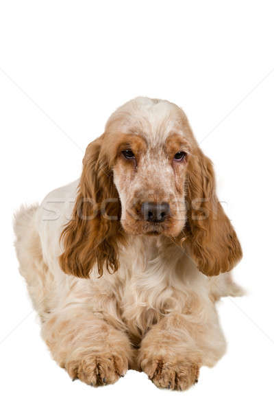 isolated portrait of english cocker spaniel Stock photo © artush