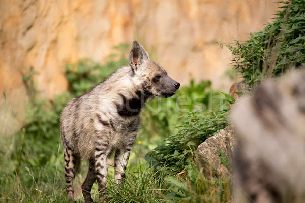 Stock photo: Striped hyena (Hyaena hyaena)