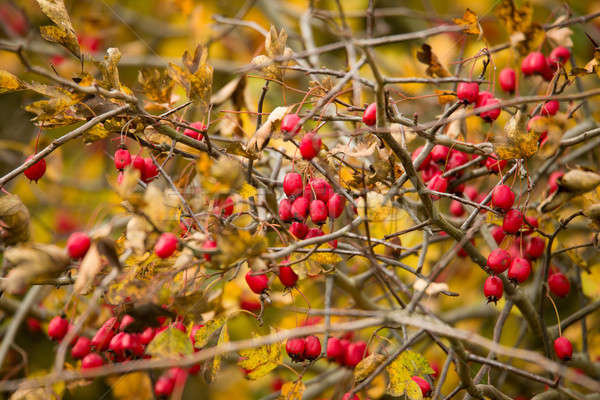 wild rosehips in nature, beautiful background Stock photo © artush