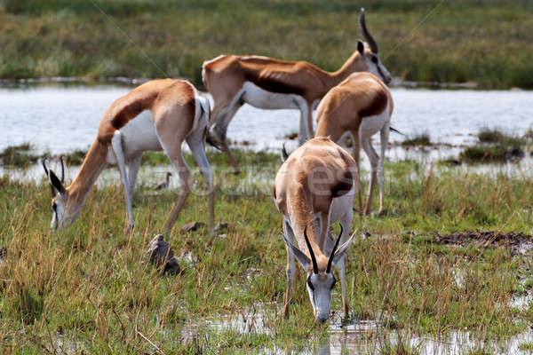 herd of springbok on waterhole  Stock photo © artush