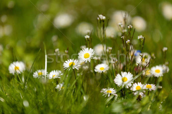 Wenig Gänseblümchen Blume grünen ländlichen Wiese Stock foto © artush