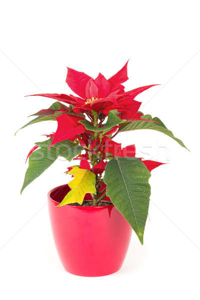 christmas flower red Poinsettia Stock photo © artush