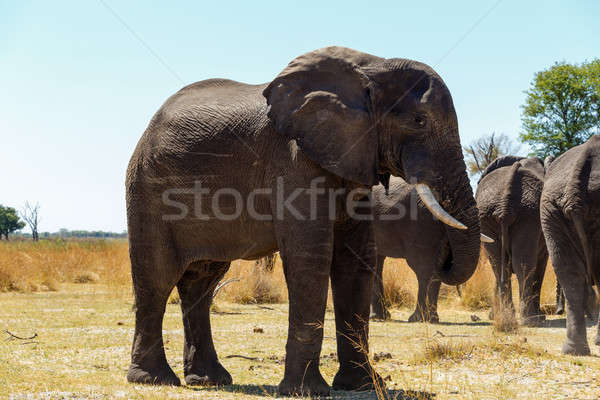 Stock photo: African elephant Africa safari wildlife and wilderness