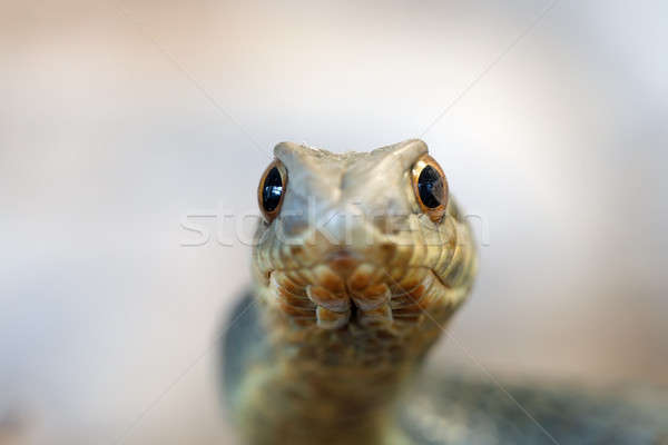 Montpellier snake (Malpolon insignitus) Stock photo © artush
