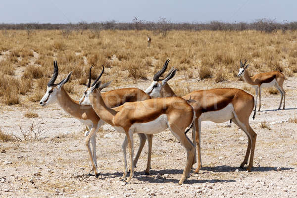 Stock photo: herd of springbok in Etosha