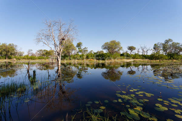 landscape in the Okavango swamps Stock photo © artush