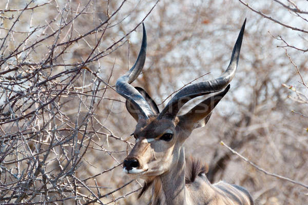 portrait of Kudu antelope Stock photo © artush