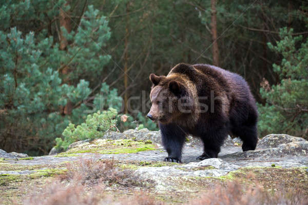 Braunbär Winter Wald groß männlich Europa Stock foto © artush