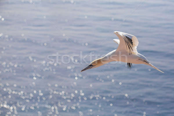 flying northern gannet, Helgoland Germany Stock photo © artush