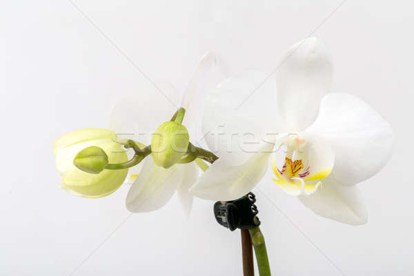 Foto d'archivio: Romantica · ramo · bianco · orchidea · grigio · studio