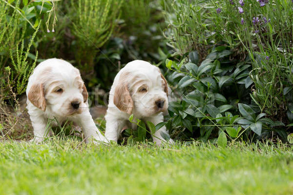 Dos pequeño Inglés cachorro 24 Foto stock © artush