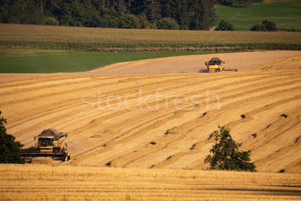 Stock photo: Yellow harvester combine on field harvesting gold wheat