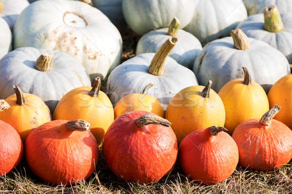 Ripe autumn pumpkins on the farm Stock photo © artush