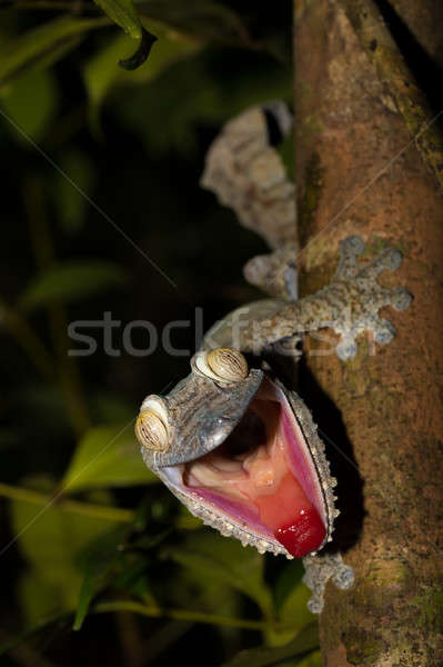 Gigante lagartixa curioso parque reserva Madagáscar Foto stock © artush