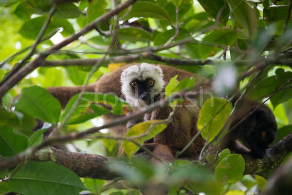 white-headed lemur (Eulemur albifrons) on tree Stock photo © artush