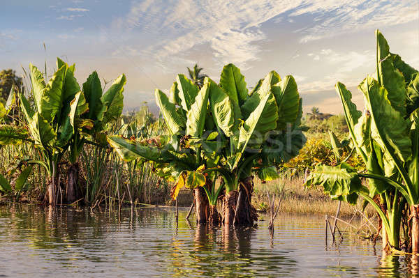 Madagascar traditional river landscape Stock photo © artush