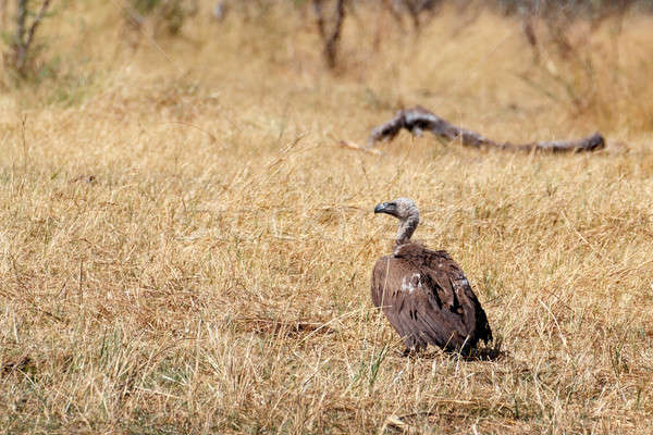 Foto d'archivio: Bianco · avvoltoio · Namibia · africa · safari · fauna · selvatica