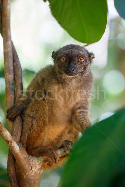 white-headed lemur (Eulemur albifrons), Madagascar Stock photo © artush