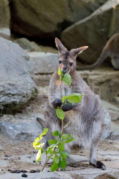 Red-necked Wallaby kangaroo baby graze Stock photo © artush