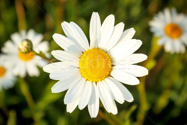 white marguerite flowers Stock photo © artush