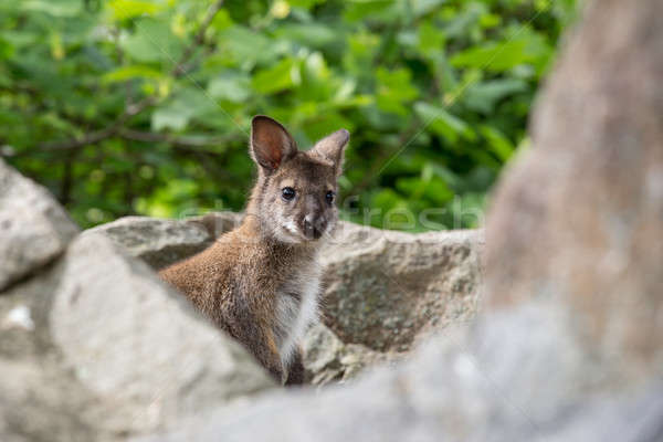 Closeup of a Red-necked Wallaby baby Stock photo © artush