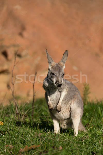 red kangaroo Stock photo © artush