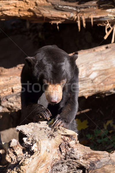 Soleil ours triste asian solitaire Asie [[stock_photo]] © artush