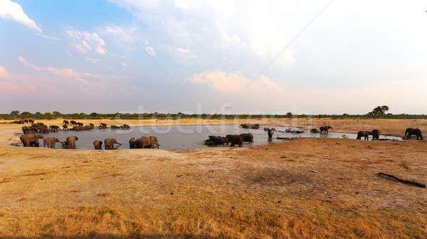 herd of African elephants drinking at a muddy waterhole Stock photo © artush