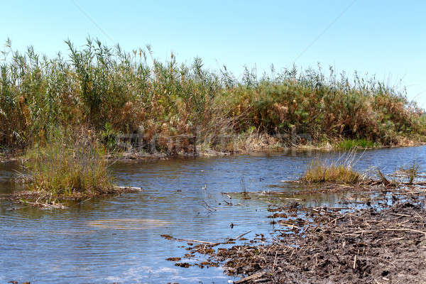 African landscape with river Stock photo © artush