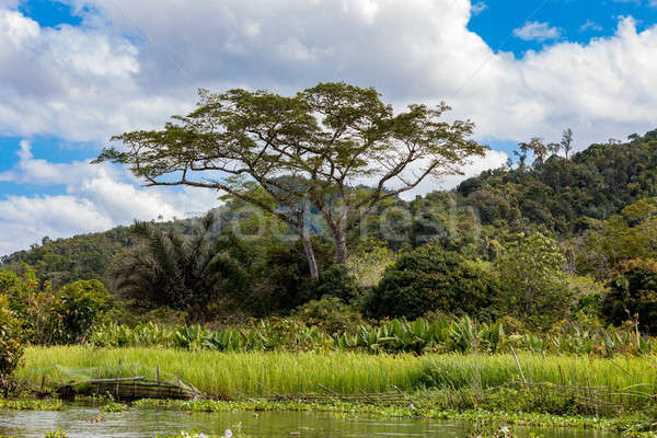 Stock foto: Madagaskar · Fluss · Landschaft · delta · groß · Elefanten