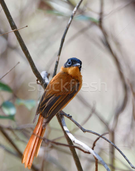 beautiful Madagascar bird Paradise-flycatcher Stock photo © artush