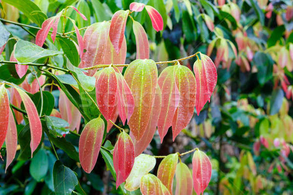 Cinnamon Tree with colored leaves Stock photo © artush
