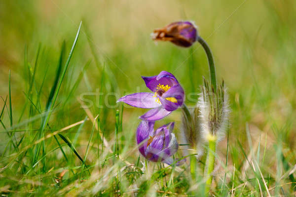 Flor da primavera pequeno flor cedo primavera belo Foto stock © artush