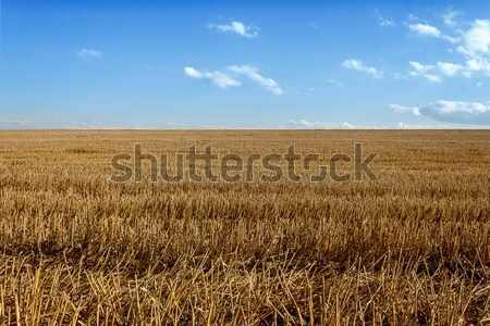 harvested wheat field Stock photo © artush