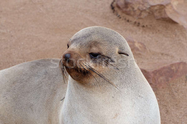 Small sea lion - Brown fur seal in Cape Cross, Namibia Stock photo © artush