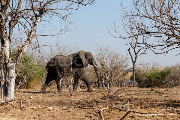 Słoń afrykański parku portret Botswana przyrody fotografii Zdjęcia stock © artush