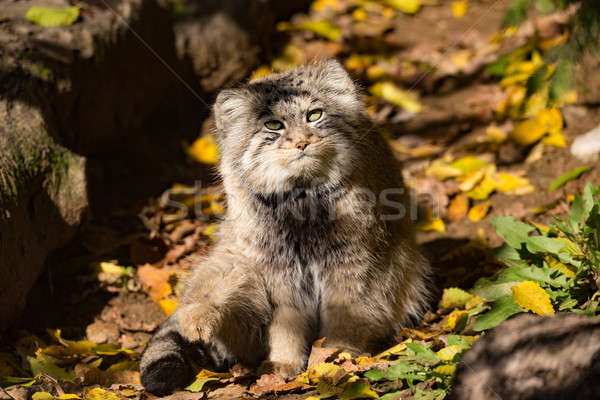 beautiful wild cat, Pallas's cat, Otocolobus manul Stock photo © artush