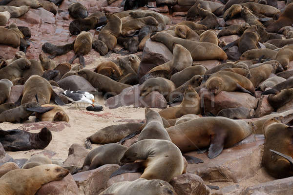 sea lions in Cape Cross, Namibia, wildlife Stock photo © artush