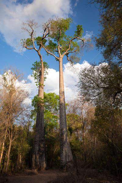 Baobab trees in Ankarafantsika National Park Stock photo © artush