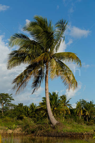 Stock photo: Madagascar river landscape and coconut tree