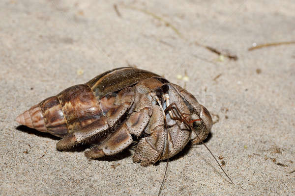 big hermit crab with snail shell Madagascar Stock photo © artush