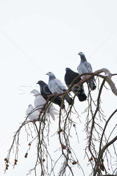 pigeons sitting on the branch in winter Stock photo © artush