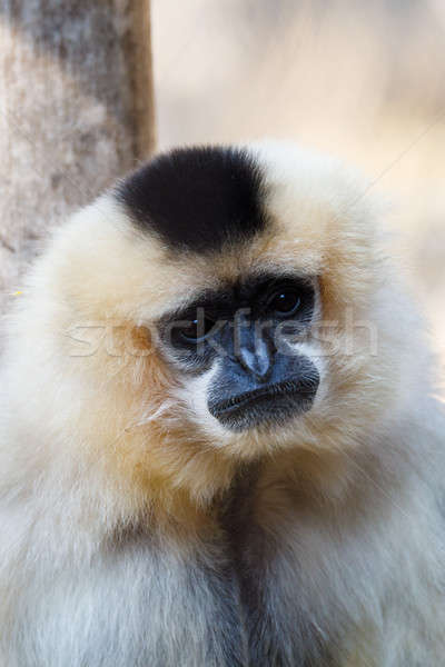 primatte Yellow-cheeked gibbon (Nomascus gabriellae) Stock photo © artush
